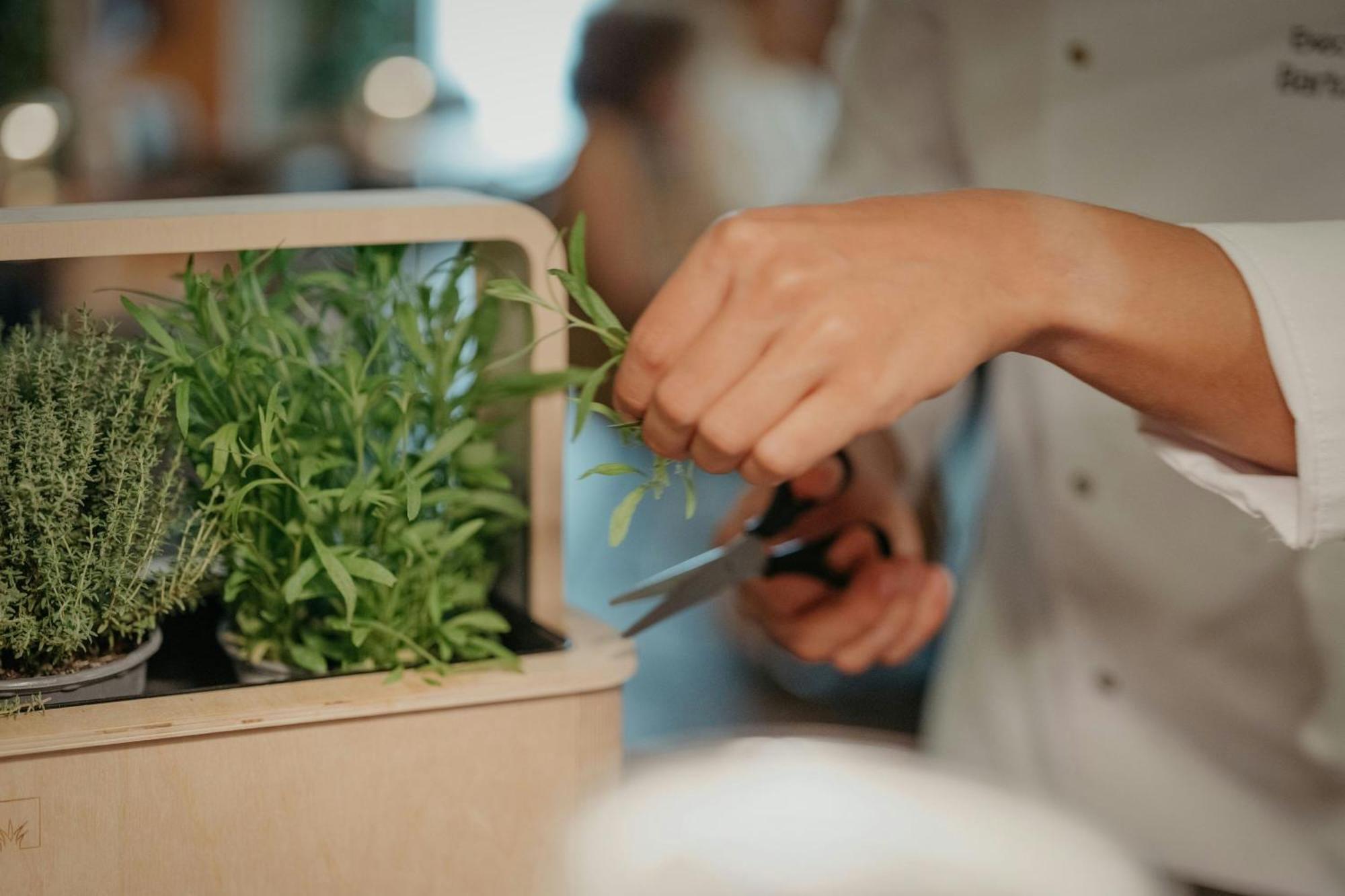 Jw Marriott Hotel Frankfurt Frankfurt am Main Exterior photo A chef cutting herbs from a plant